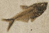 Multiple Fossil Fish (Cockerellites & Diplomystus) - Wyoming #383046-3